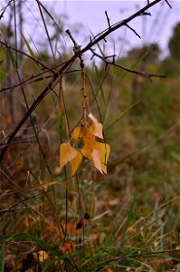 autumn forest by the river photo