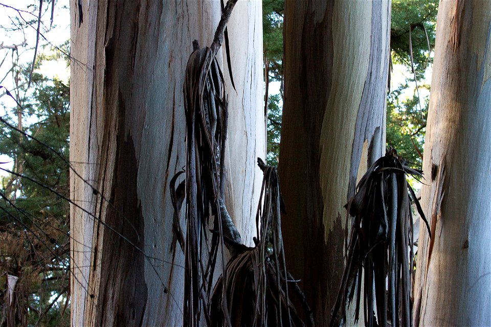 eucalyptus-bark