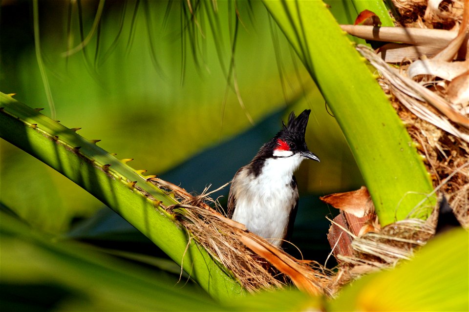 Bulbul BdC _1470005_DxO-1
