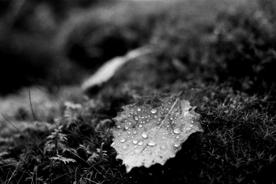 First leaf of the season