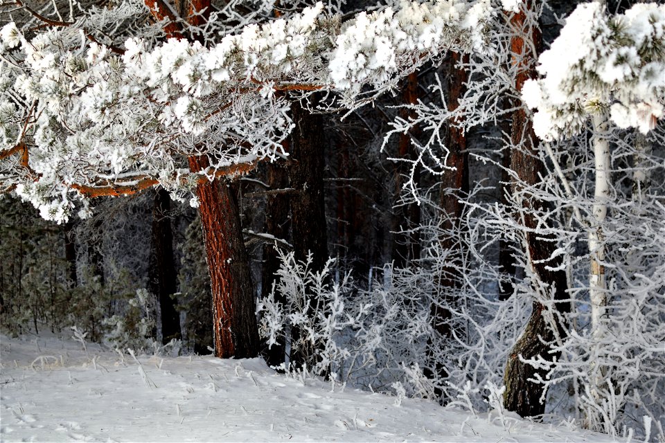 winter pine forest