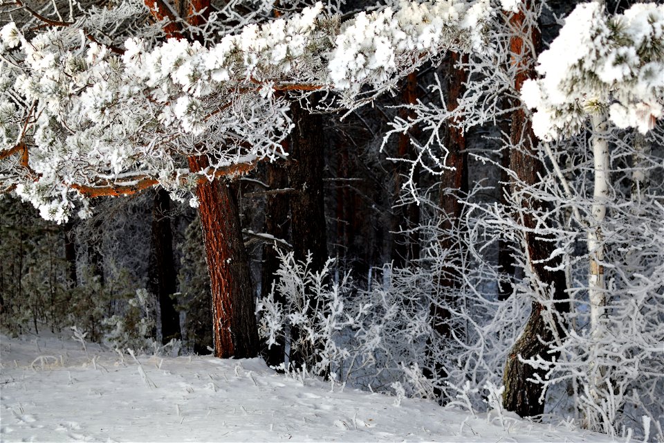 winter pine forest photo