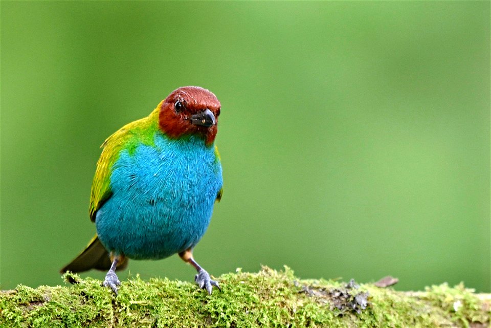 Tangara gyrola (Tángara lacrada)