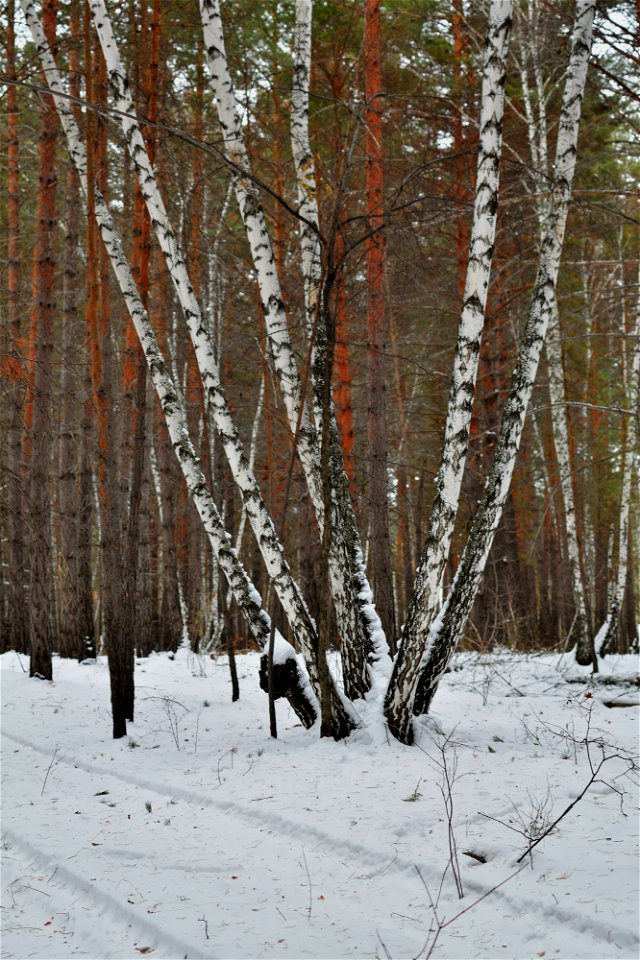 there is snow in the pine forest photo