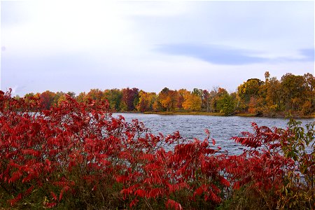Fall Colours, Duck Island On The Ottawa River