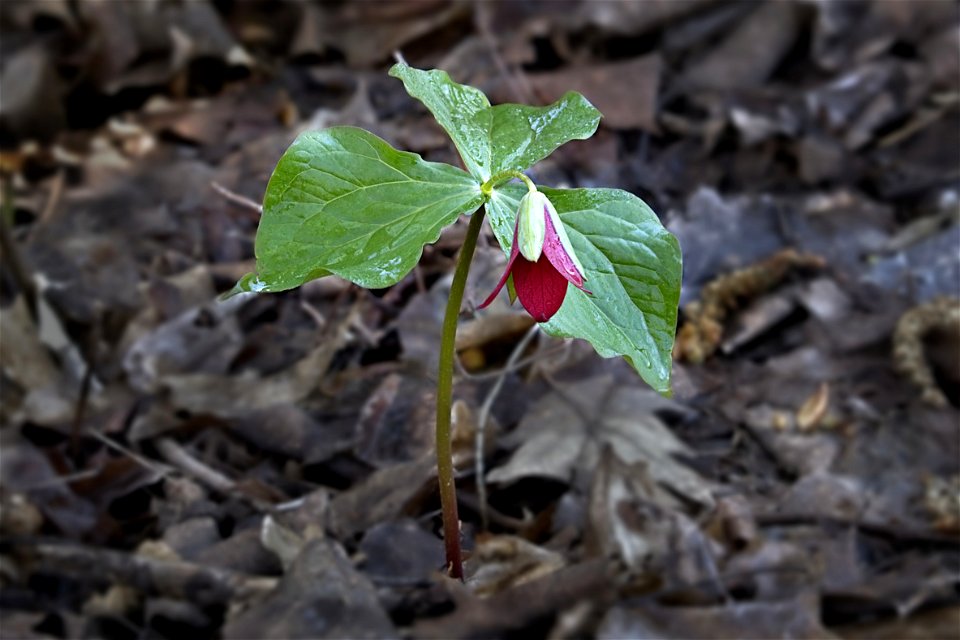 Red Trillium photo