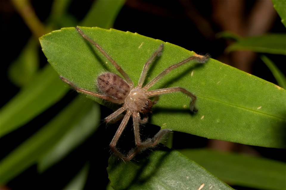 Sparassidae - Social Huntsman