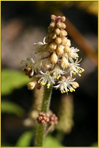 Schaumblüte - Tiarella 'Black Velvet'