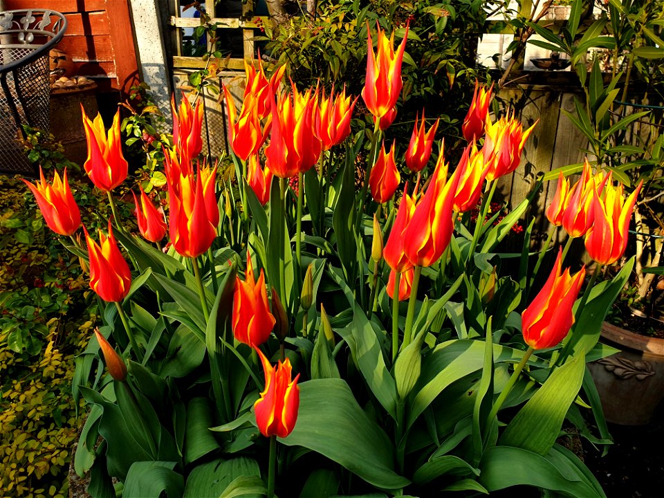 Tulips in the garden photo