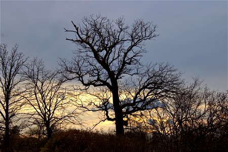 Evening Tree Silhouette photo