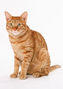 Red little cat on the isolated background