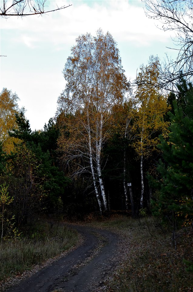 autumn forest at sunset
