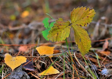 the last autumn leaves photo