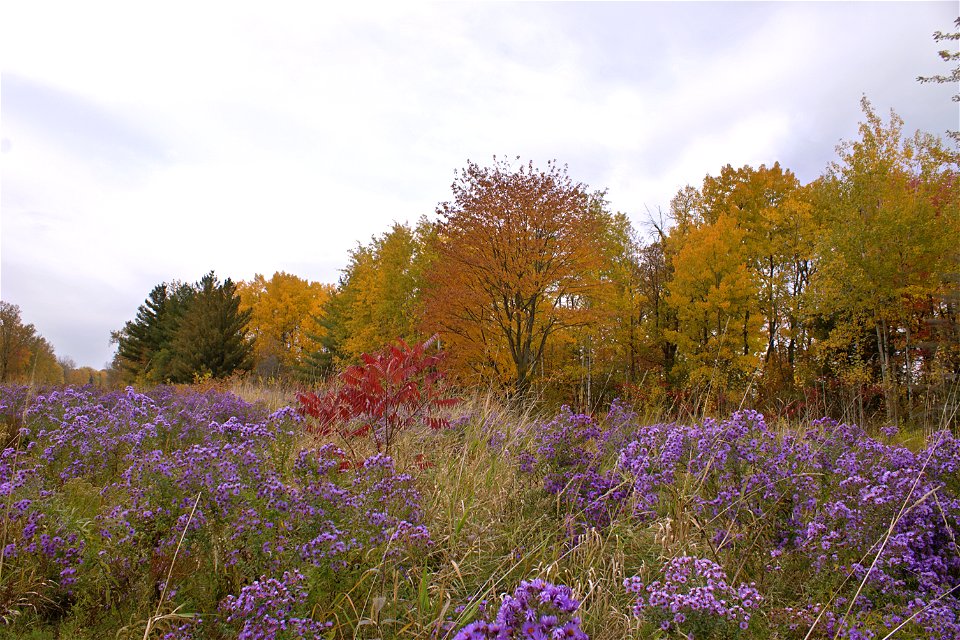 Fall Colours At Green's Creek