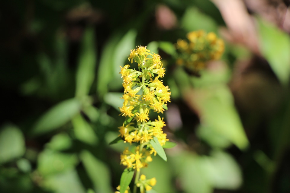 Closeup of yellow blooming corn daisy