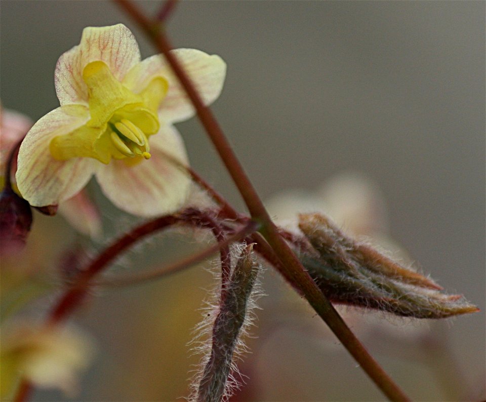 Epimedium pinnatum ssp. colchicum