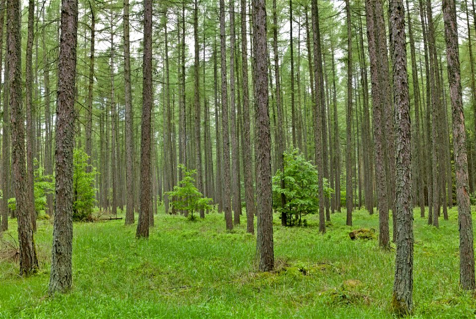LSG Norduckermärkische Seenlandschaft 05