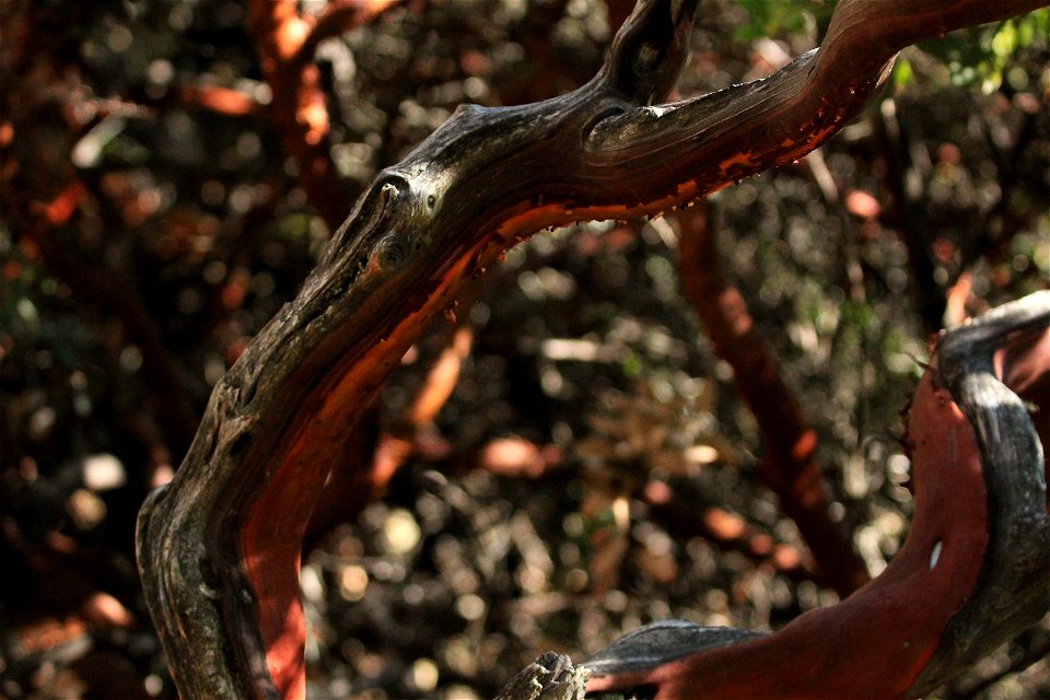 manzanita-branch