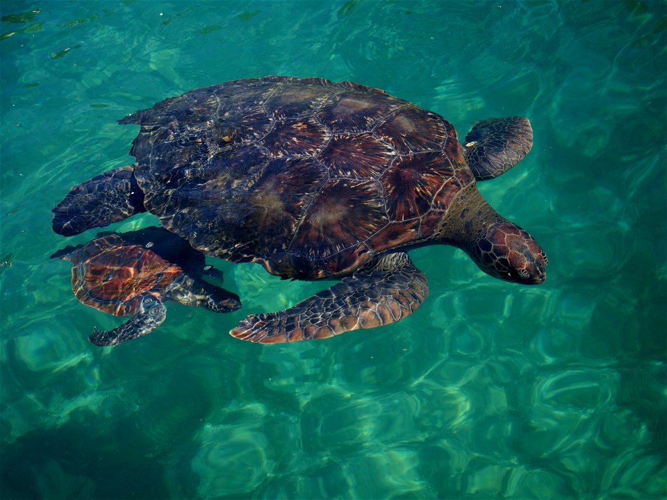 Tortue verte (La Réunion)