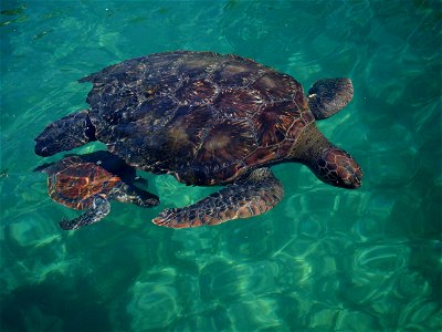 Tortue verte (La Réunion)