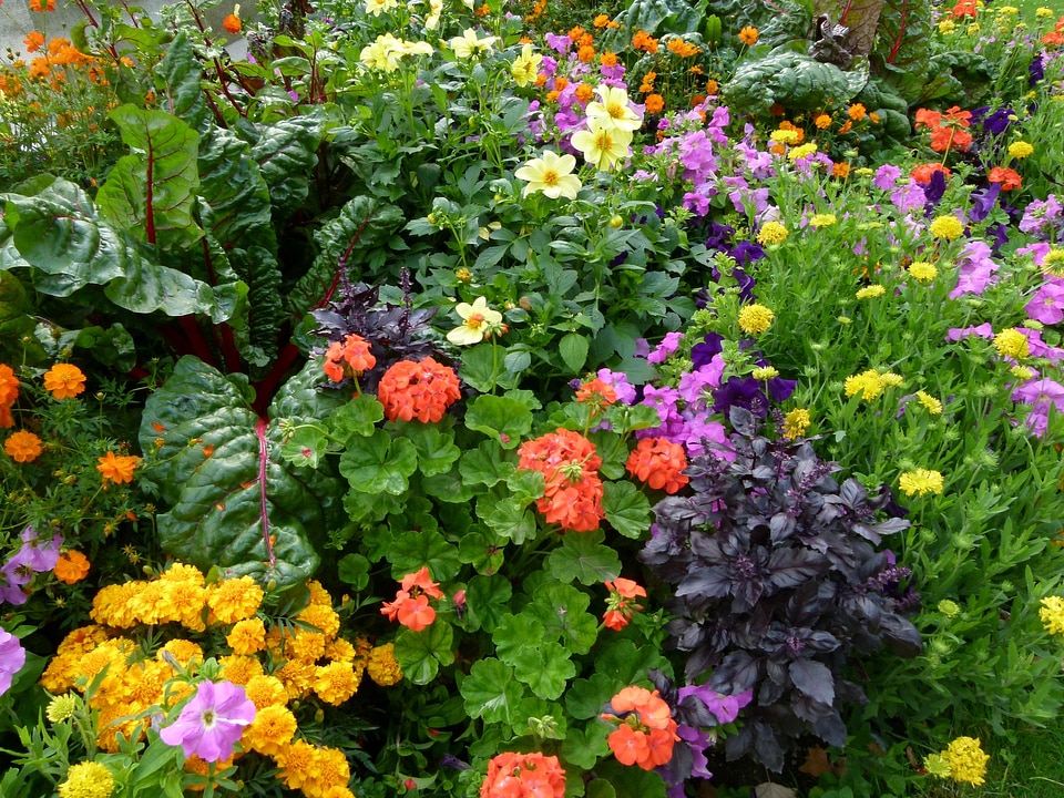 Blossoming flowerbeds in the park