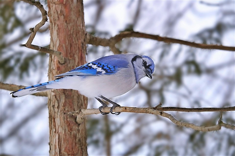 Curious Blue Jay