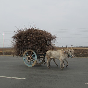 Shiggaon india cart photo