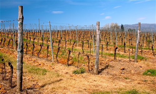 Tuscan vineyard 2 photo