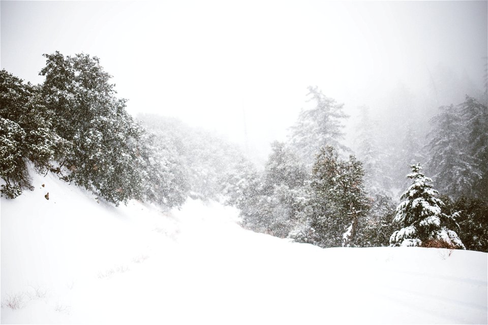 Winter Wonderland