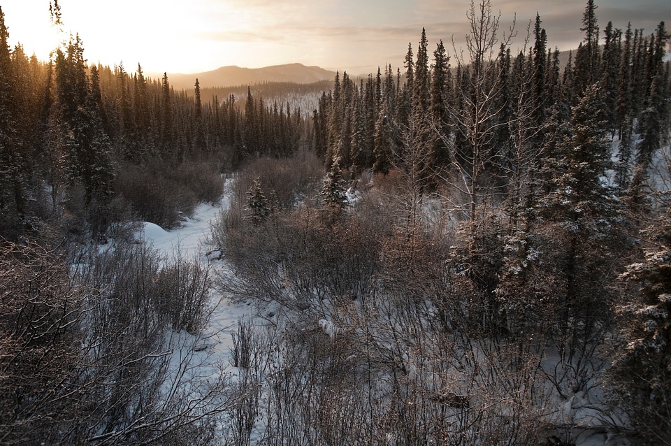 Mornig Denali National Park
