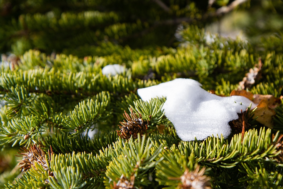 Winter green white photo