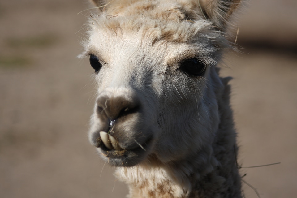 South American White Llama