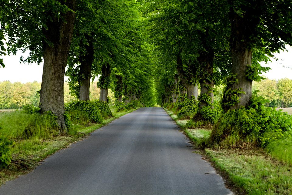 Allee NP Uckermärkische Seen 03