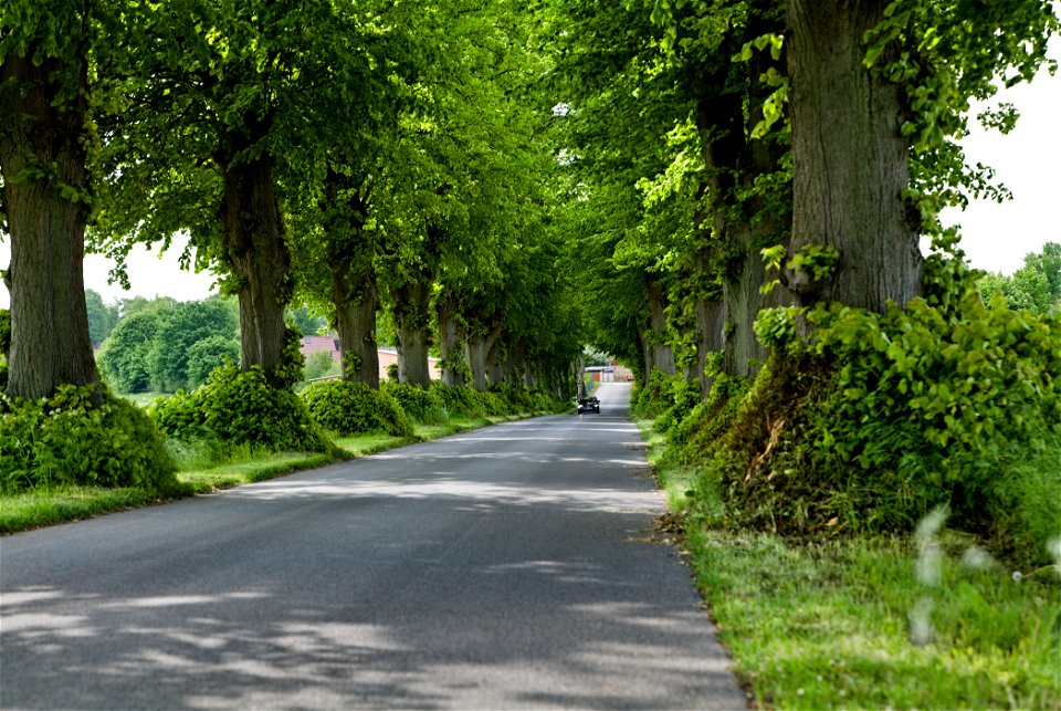 Allee NP Uckermärkische Seen 04