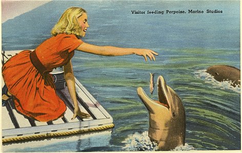 Feeding Porpoise, Marine Studios Marineland, Florida photo