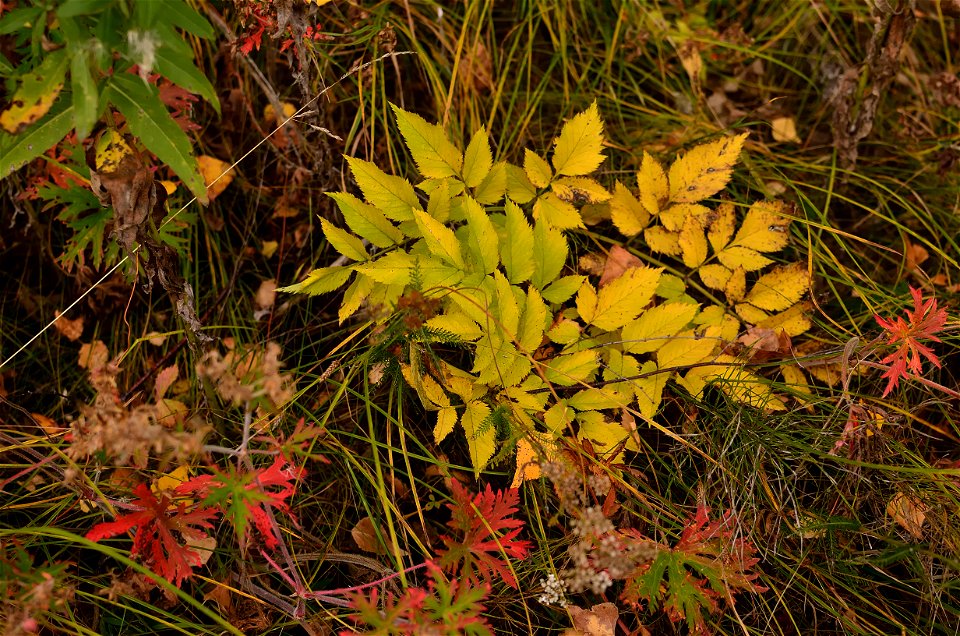 autumn forest by the river