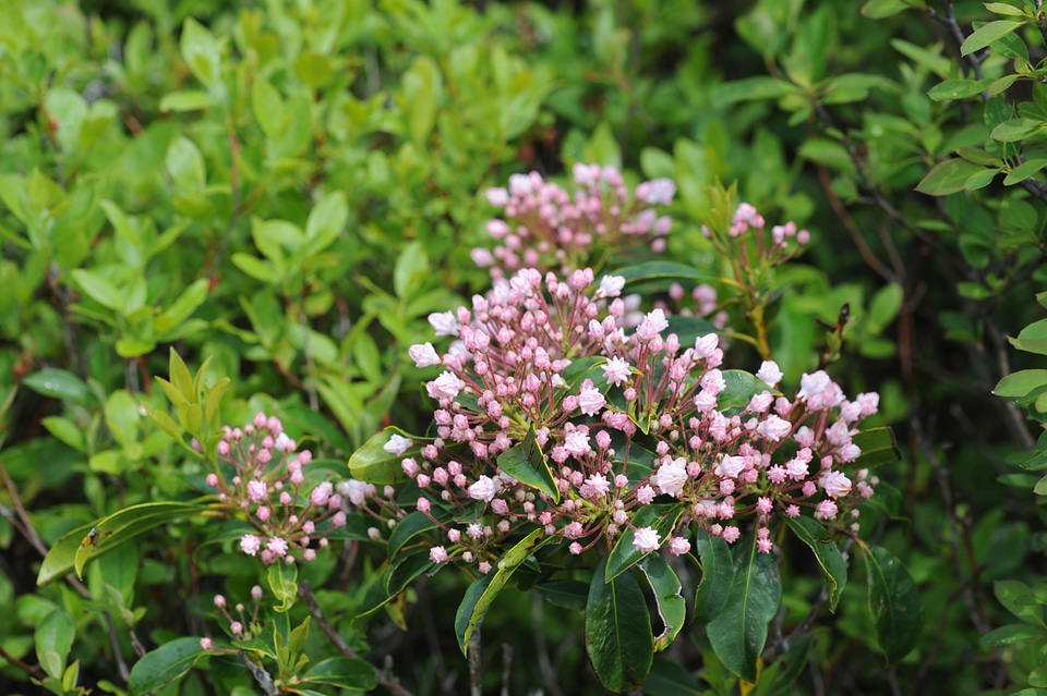 Dolly Sods wild Flowers