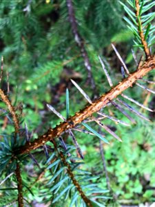 Lirula-macrospora-fruiting-structures-Tongass-1 photo