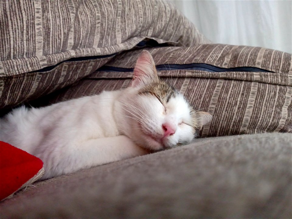 Nina cat