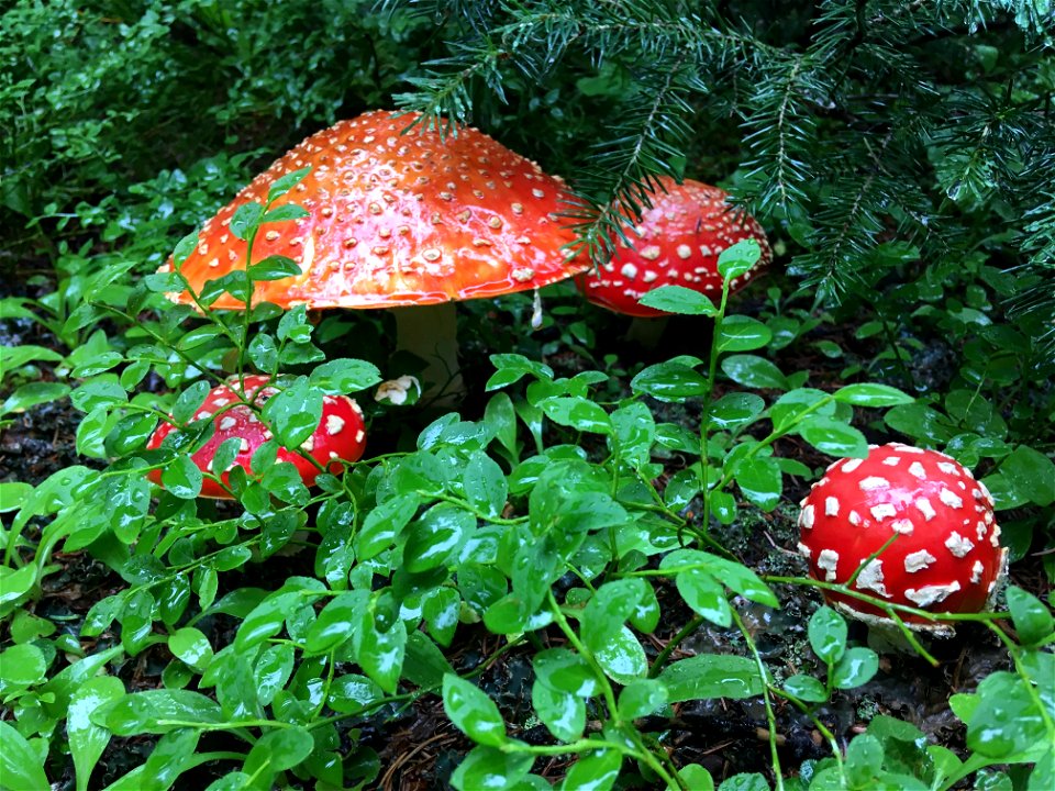 AmanitaMuscaria-Fraser-001