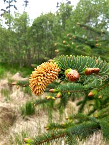Chrysomyxa-woroninii-Sitka-spruce_Anchor-Point-Alaska