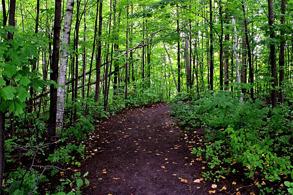 Forest Trail, Early Autumn