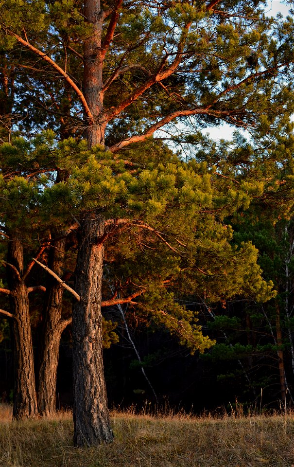 autumn forest photo