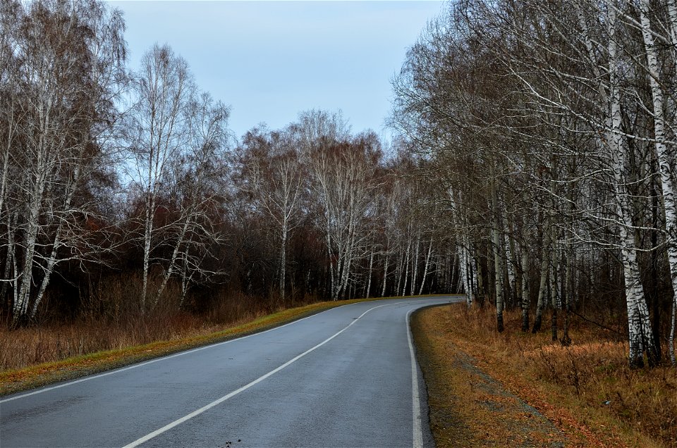 the road goes along the autumn forest