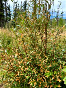 Willow-leafblotch-miner-damage-Alaska