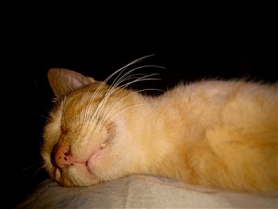 Garfield