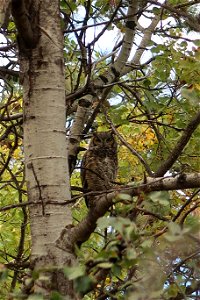 Owl-MissoulaFireScienceCampus-001