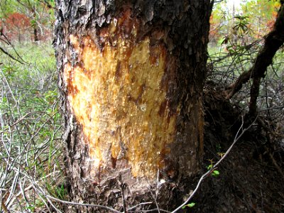 Beaver-feeding-wound-Sitka-spruce-Tongass photo