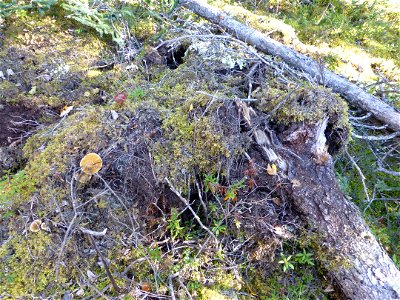 Tomentosus-conk-uprooted-spruce-Pt-McKenzie_Alaska