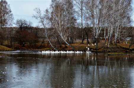 geese swim in the pond photo